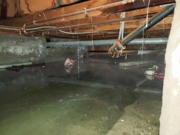 Best Flood damage cleanup  in Pikeville, KY